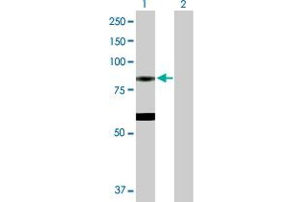 EPX Antikörper  (AA 1-715)