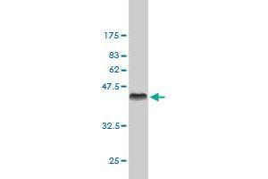 Western Blot detection against Immunogen (37.