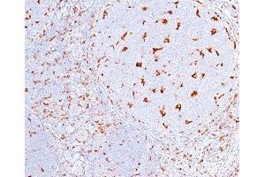 IHC testing of human tonsil (10X) stained with CD68 antibody (C68/684). (CD68 anticorps)