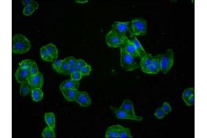 Immunofluorescence staining of HepG2 cells with ABIN7127272 at 1:60,counter-stained with DAPI.