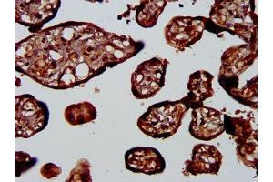 IHC image of ABIN7163316 diluted at 1:400 and staining in paraffin-embedded human placenta tissue performed on a Leica BondTM system.