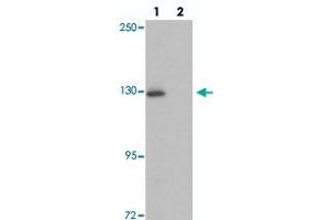Western blot analysis of RAPGEF4 in rat liver tissue with RAPGEF4 polyclonal antibody  at 1 ug/mL in (lane 1) the absence and (lane 2) the presence of blocking peptide. (RAPGEF4 anticorps  (N-Term))