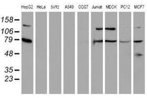 Image no. 6 for anti-Sec1 Family Domain Containing 1 (SCFD1) antibody (ABIN1500818) (SCFD1 anticorps)