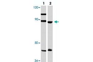 Western blot analysis of Hela (lane 1) and A-549 (lane 2) cell lysate with TPX2 polyclonal antibody . (TPX2 anticorps)