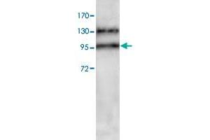 Western blot analysis of HeLa cell lysate with ADAM17 polyclonal antibody  at 1 : 200 dilution.