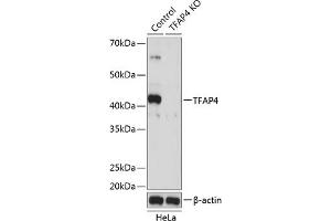 Western blot analysis of extracts from normal (control) and TF knockout (KO) HeLa cells, using TF antibody (ABIN7270888) at 1:500 dilution. (TFAP4 anticorps)