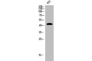 Western Blot analysis of VEC cells using Cleaved-MMP-12 (G106) Polyclonal Antibody
