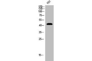 Western Blot analysis of VEC cells using Cleaved-MMP-12 (G106) Polyclonal Antibody (MMP12 anticorps  (Cleaved-Gly106))