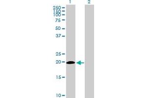 Western Blot analysis of ISG20 expression in transfected 293T cell line by ISG20 MaxPab polyclonal antibody. (ISG20 anticorps  (AA 1-181))