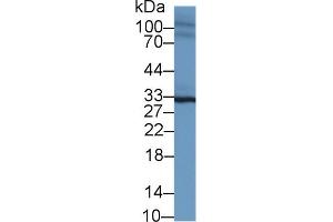 Western blot analysis of Mouse Heart lysate, using Mouse SPRY2 Antibody (1 µg/ml) and HRP-conjugated Goat Anti-Rabbit antibody ( (SPRY2 anticorps  (AA 116-305))