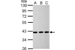 WB Image Sample (30 ug of whole cell lysate) A: 293T B: HeLa C: HepG2 10% SDS PAGE antibody diluted at 1:5000 (CNN3 anticorps)