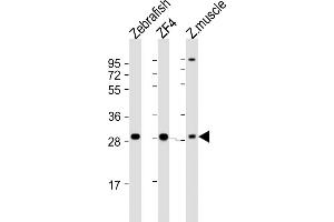 All lanes : Anti-Zebrafish ak2 Antibody (N-term) at 1:2000 dilution Lane 1: Zebrafish lysate Lane 2: ZF4 whole cell lysate Lane 3: Zebrafish muscle lysate Lysates/proteins at 20 μg per lane. (Adenylate Kinase 2 anticorps  (N-Term))