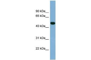 WB Suggested Anti-IRX1 Antibody Titration:  0. (IRX1 anticorps  (Middle Region))
