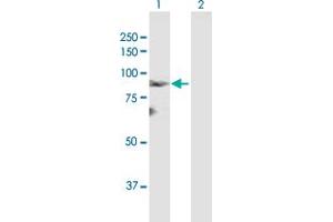Western Blot analysis of LZTS2 expression in transfected 293T cell line by LZTS2 MaxPab polyclonal antibody.