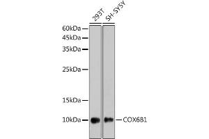 Western blot analysis of extracts of various cell lines, using COX6B1 antibody (ABIN7266642) at 1:1000 dilution. (COX6B1 anticorps)