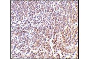 Immunohistochemistry of MD-1 in human spleen tissue with this product at 2 μg/ml. (LY86 anticorps  (C-Term))