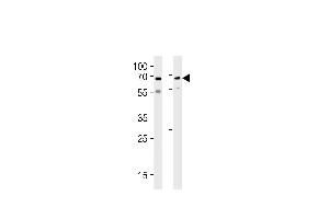 PLIC1 Antibody (P34) (ABIN388971 and ABIN2839214) western blot analysis in SH-SY5Y,U87-MG cell line lysates (35 μg/lane). (Ubiquilin 1 anticorps  (N-Term))