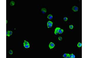 Immunofluorescent analysis of MCF-7 cells using ABIN7169819 at dilution of 1:100 and Alexa Fluor 488-congugated AffiniPure Goat Anti-Rabbit IgG(H+L)