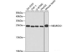 Western blot analysis of extracts of various cell lines using NEUROG1 Polyclonal Antibody at dilution of 1:400. (Neurogenin 1 anticorps)