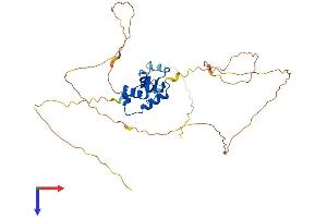 AlphaFold protein structure predicition of Human Recombinant FOXF1 Protein, UniprotID Q12946