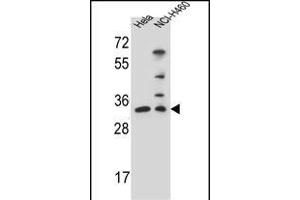 NTHL1 Antibody (Center ) (ABIN655501 and ABIN2845017) western blot analysis in Hela,NCI- cell line lysates (35 μg/lane). (Nth Endonuclease III-Like 1 (NTHL1) (AA 88-117) anticorps)