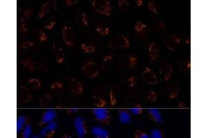 Immunofluorescence analysis of U-2 OS cells using TRAP1 Polyclonal Antibody at dilution of 1:100 (40x lens).