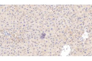 Detection of HRG in Rat Liver Tissue using Monoclonal Antibody to Histidine Rich Glycoprotein (HRG) (HRG anticorps  (AA 19-525))
