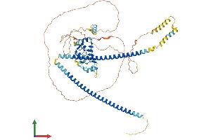 AlphaFold protein structure predicition of Mouse Recombinant Cep72 Protein, UniprotID Q9D3R3