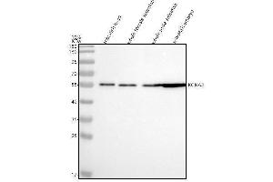 Western blot analysis of Kv1.