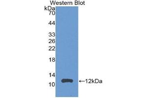 Western Blotting (WB) image for anti-Chemokine (C-C Motif) Ligand 24 (CCL24) (AA 27-119) antibody (ABIN3201484) (CCL24 anticorps  (AA 27-119))