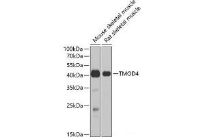 Western blot analysis of extracts of various cell lines using TMOD4 Polyclonal Antibody at dilution of 1:1000. (Tropomodulin 4 anticorps)