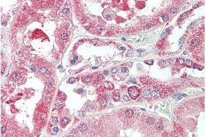 ABIN570690 (5µg/ml) staining of paraffin embedded Human Kidney. (KIF6 anticorps  (Internal Region))