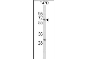 DDX41 Antibody (N-term) (ABIN1881255 and ABIN2838416) western blot analysis in T47D cell line lysates (35 μg/lane). (DDX41 anticorps  (N-Term))