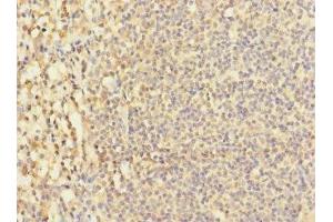 Immunohistochemistry of paraffin-embedded human tonsil tissue using ABIN7171457 at dilution of 1:100