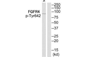 Western Blotting (WB) image for anti-Fibroblast Growth Factor Receptor 4 (FGFR4) (pTyr642) antibody (ABIN1847870) (FGFR4 anticorps  (pTyr642))