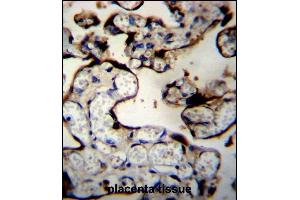 DNAJB11 Antibody (N-term) (ABIN656552 and ABIN2845814) immunohistochemistry analysis in formalin fixed and paraffin embedded human placenta tissue followed by peroxidase conjugation of the secondary antibody and DAB staining.