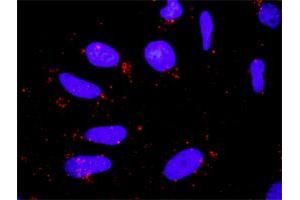 Proximity Ligation Analysis of protein-protein interactions between BIRC3 and CASP9.