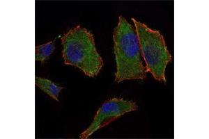 Immunofluorescence analysis of PANC-1 cells using COX4I1 mouse mAb (green). (COX IV anticorps)