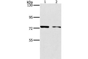 Western Blot analysis of MCF7 and hela cell using PPP1R13L Polyclonal Antibody at dilution of 1:500 (PPP1R13L anticorps)