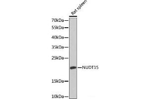 Western blot analysis of extracts of Rat spleen using NUDT15 Polyclonal Antibody at dilution of 1:1000. (NUDT15 anticorps)