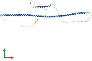 AlphaFold protein structure predicition of Mouse Recombinant Nde1 Protein, UniprotID Q9CZA6