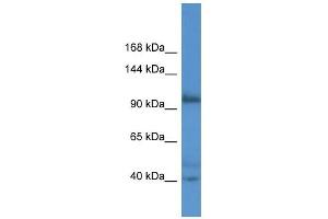 Western Blot showing AFAP1L2 antibody used at a concentration of 1. (AFAP1L2 anticorps  (N-Term))