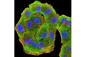 Immunofluorescence analysis of Hela cells using HLA-DRA mouse mAb (green).