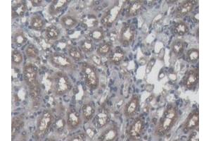 Detection of FTH in Mouse Kidney Tissue using Monoclonal Antibody to Ferritin, Heavy Polypeptide (FTH) (FTH1 anticorps  (AA 1-182))