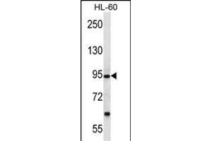 PCDHA12 Antibody (N-term) (ABIN657063 and ABIN2846227) western blot analysis in HL-60 cell line lysates (35 μg/lane). (PCDHA12 anticorps  (N-Term))