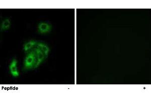 Immunofluorescence analysis of A-549 cells, using CNTN5 polyclonal antibody . (Contactin 5 anticorps)