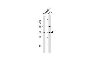 All lanes : Anti-DANRE clvs2 Antibody (C-term) at 1:2000 dilution Lane 1: Zebrafish whole cell lysate Lane 2: ZF4 whole cell lysate Lysates/proteins at 20 μg per lane. (CLVS2 anticorps  (C-Term))