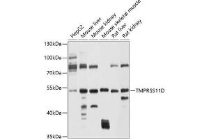 Western blot analysis of extracts of various cell lines, using TMPRSS11D antibody (ABIN6131219, ABIN6149282, ABIN6149283 and ABIN6214273) at 1:1000 dilution. (TMPRSS11D anticorps  (AA 42-292))