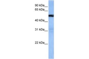 Western Blotting (WB) image for anti-TRAF3 Interacting Protein 3 (TRAF3IP3) antibody (ABIN2463305) (TRAF3IP3 anticorps)