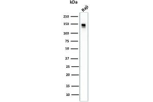 Western Blot Analysis of human Raji cell lysate using CD22 Mouse Monoclonal Antibody (BLCAM/1796).